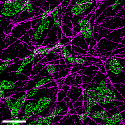 DNAPAINT_Tubulin_Mitochondria